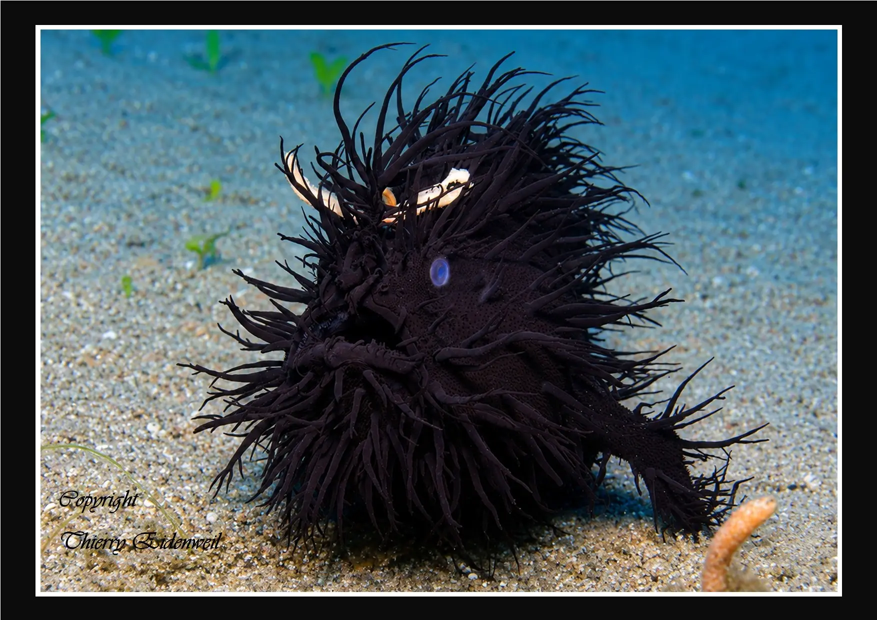 Anilao Macro Dive Media Highlight